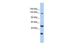 WDHD1 Rabbit anti-Human, Polyclonal, Novus Biologicals 0.1ml; Unconjugated:Antibodies,